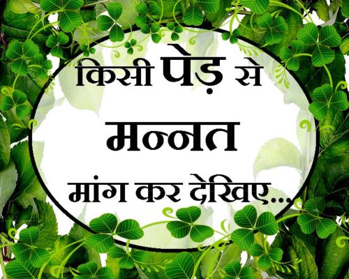 क्या पेड़ हमारी मन्नत पूरी करते हैं? ऐसी जानकारी जो आपको और कहीं नहीं मिलेगी