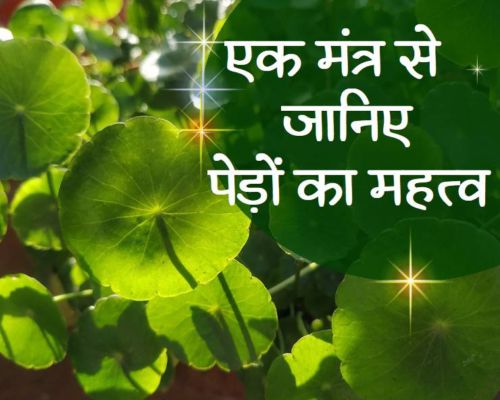 एक प्राचीन श्लोक से जानिए कितने महत्वपूर्ण हैं पेड़