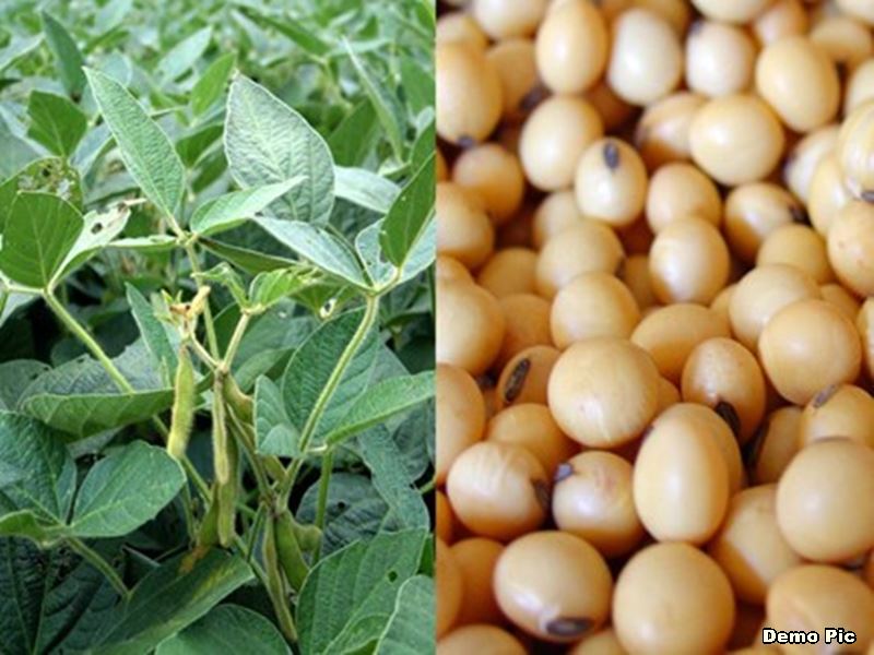 मध्य प्रदेश में मूसलधार बारिश से सोयाबीन को नुकसान