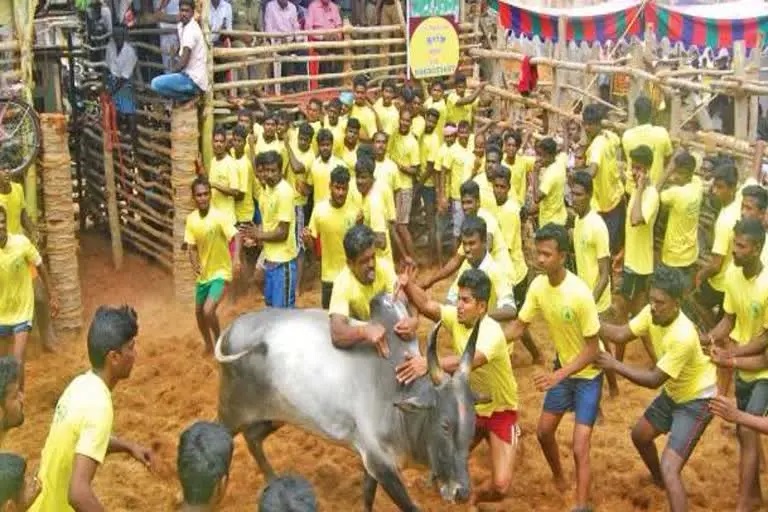 पोंगल पर मदुरै में जल्लीकट्टू प्रतियोगिता, युवाओं ने की जोर आजमाइश