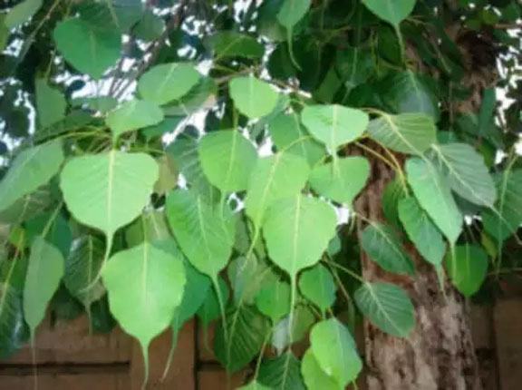 ‘पीपल’ का वृक्ष पवित्र क्यों, किस देवता का है इसमें वास?